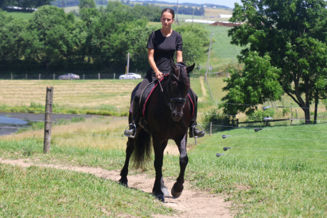 HorseID: 2309708 Dream - PhotoID: 1094240