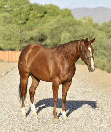 HorseID: 2309732 Oakley - PhotoID: 1102677