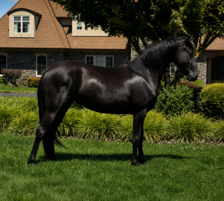 HorseID: 2310046 Easy on the Wicked - PhotoID: 1094647
