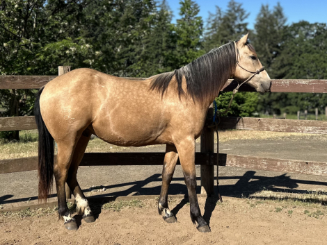 HorseID: 2310085 PEPPY GATO CRUZ - PhotoID: 1102028