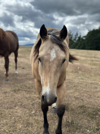 HorseID: 2310085 PEPPY GATO CRUZ - PhotoID: 1102029