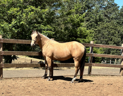 HorseID: 2310085 PEPPY GATO CRUZ - PhotoID: 1102030