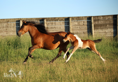 HorseID: 2310675 Hart's Coastal Cyclone - PhotoID: 1102309