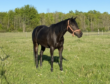 HorseID: 2311013 TizGinos Best Bet - PhotoID: 1102879