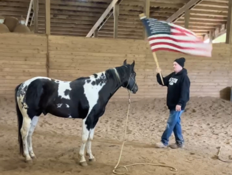 HorseID: 2311089 Decked out Cowboy 2 - PhotoID: 1095876