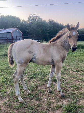 HorseID: 2311447 ITS SHOWTIME BAYBAY 2026 bay dun roan colt - PhotoID: 1101626