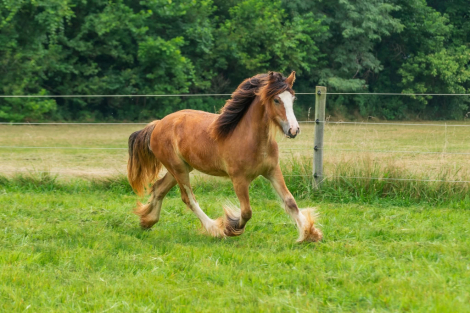 HorseID: 2311547 MMF's Bay of Jewels - PhotoID: 1103169