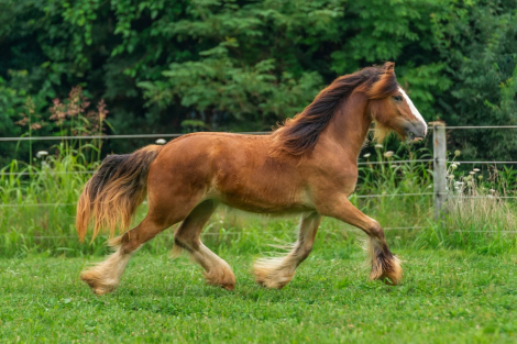 HorseID: 2311547 MMF's Bay of Jewels - PhotoID: 1103170