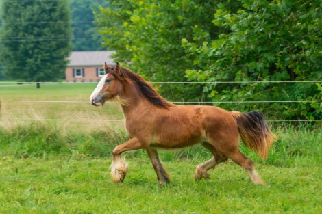 HorseID: 2311547 MMF's Bay of Jewels - PhotoID: 1103171