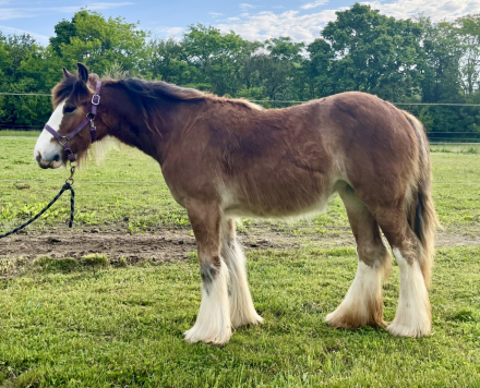 HorseID: 2311547 MMF's Bay of Jewels - PhotoID: 1103172