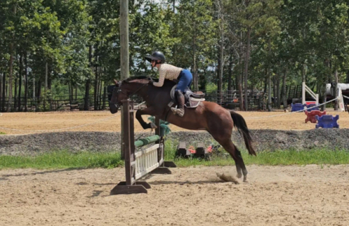 HorseID: 2311691 Rule the blues - PhotoID: 1096626
