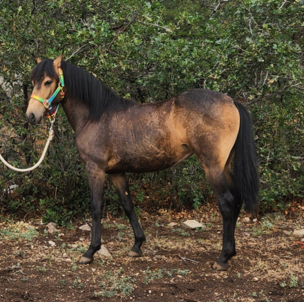 HorseID: 2311784 Reba - PhotoID: 1096729