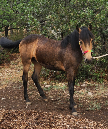 HorseID: 2311784 Reba - PhotoID: 1102839