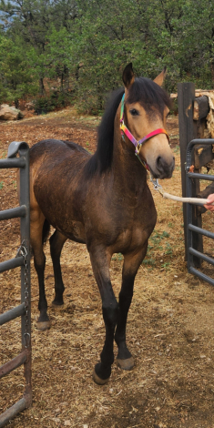 HorseID: 2311784 Reba - PhotoID: 1102840