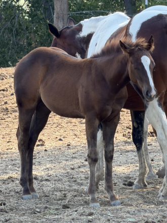 HorseID: 2311796 Teninas Little Peach - PhotoID: 1099322
