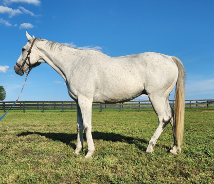 HorseID: 2311912 Grey Thoroughbred Gelding - PhotoID: 1097169
