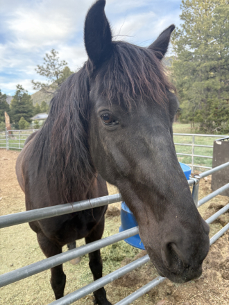 HorseID: 2311962 Jake - PhotoID: 1096967