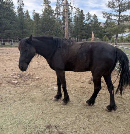 HorseID: 2311962 Jake - PhotoID: 1096968