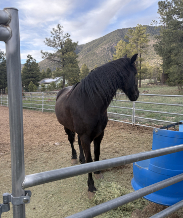 HorseID: 2311962 Jake - PhotoID: 1096969