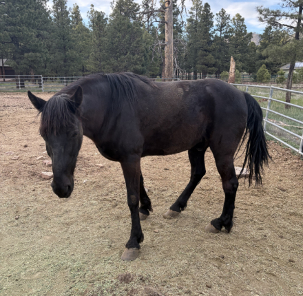 HorseID: 2311962 Jake - PhotoID: 1096970