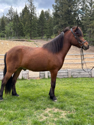 HorseID: 2311973 Leo from Tuskast - PhotoID: 1102609