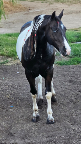 HorseID: 2312000 Laurent Van Teeuwis - PhotoID: 1097011