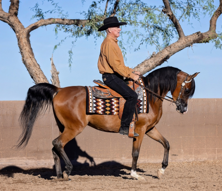 HorseID: 2312097 Jewel of Gazal - PhotoID: 1097435