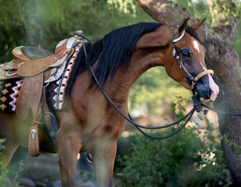 HorseID: 2312097 Jewel of Gazal - PhotoID: 1097436