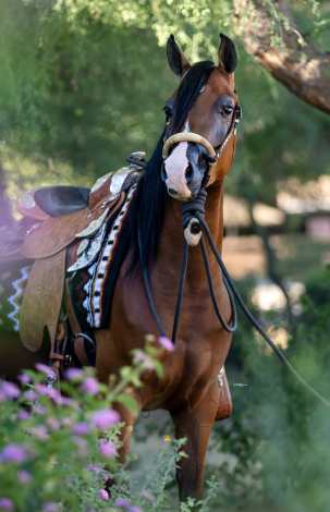 HorseID: 2312097 Jewel of Gazal - PhotoID: 1103025