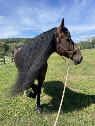 HorseID: 2312145 River - PhotoID: 1102714