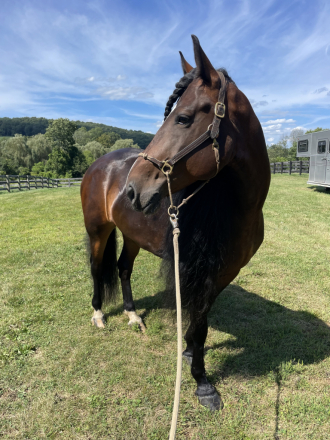 HorseID: 2312145 River - PhotoID: 1102715