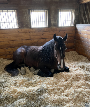HorseID: 2312145 River - PhotoID: 1102716