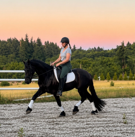 HorseID: 2312195 Black Pine's Xander - PhotoID: 1097216