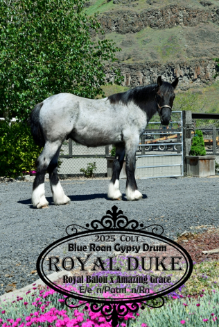 HorseID: 2312196 Royal Duke - PhotoID: 1097221