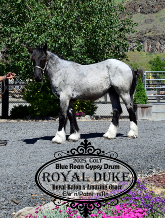 HorseID: 2312196 Royal Duke - PhotoID: 1097222