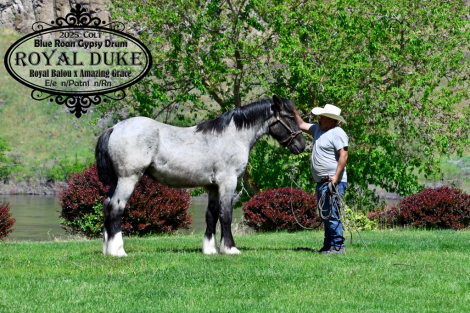 HorseID: 2312196 Royal Duke - PhotoID: 1097223