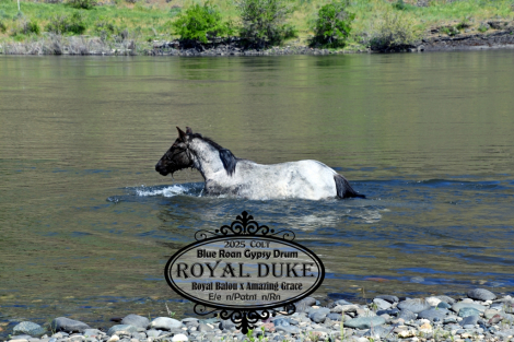 HorseID: 2312196 Royal Duke - PhotoID: 1097224