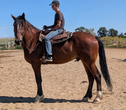 HorseID: 2312219 Over the moon - PhotoID: 1102031