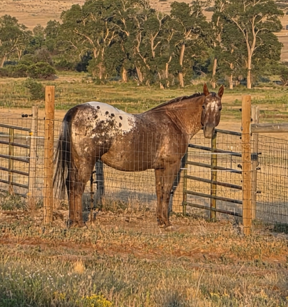 HorseID: 2312262 HONEYS HOTROD - PhotoID: 1097307