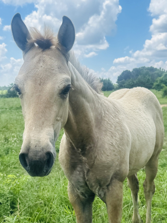 HorseID: 2312328 AQHA Pending *Driftin Big Pecos* - PhotoID: 1097394