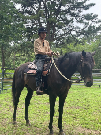 HorseID: 2312379 Sir Daniel - PhotoID: 1101651