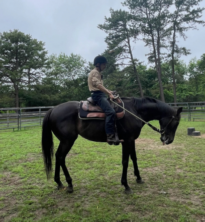 HorseID: 2312379 Sir Daniel - PhotoID: 1101652