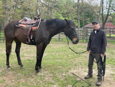 HorseID: 2312379 Sir Daniel - PhotoID: 1101653