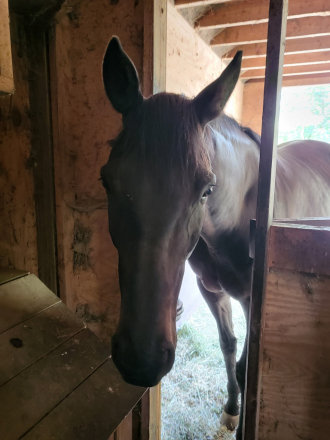 HorseID: 2312379 Sir Daniel - PhotoID: 1101654