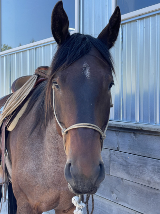 HorseID: 2312404 IDRMIDNIGHTSTYLE 019 - PhotoID: 1101241