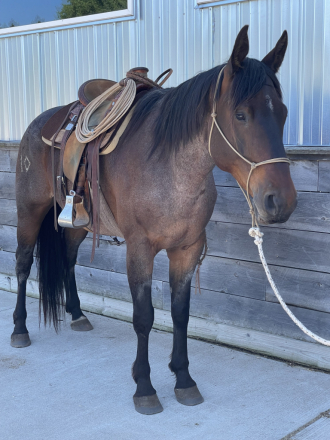 HorseID: 2312404 IDRMIDNIGHTSTYLE 019 - PhotoID: 1101242