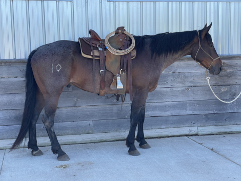 HorseID: 2312404 IDRMIDNIGHTSTYLE 019 - PhotoID: 1101243