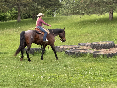 HorseID: 2312404 IDRMIDNIGHTSTYLE 019 - PhotoID: 1101244