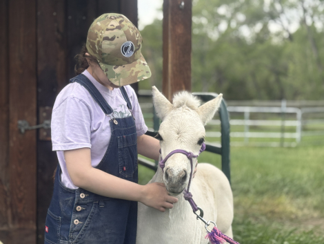 HorseID: 2312428 Sunnyside's Franz - PhotoID: 1097549