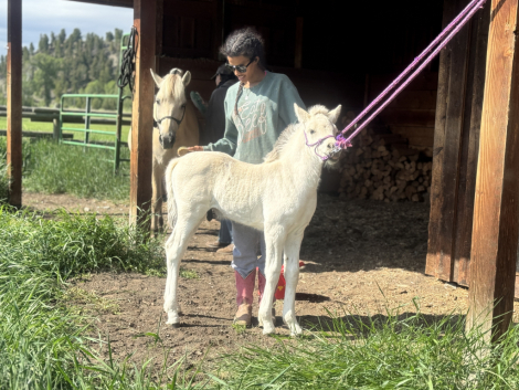 HorseID: 2312428 Sunnyside's Franz - PhotoID: 1097551